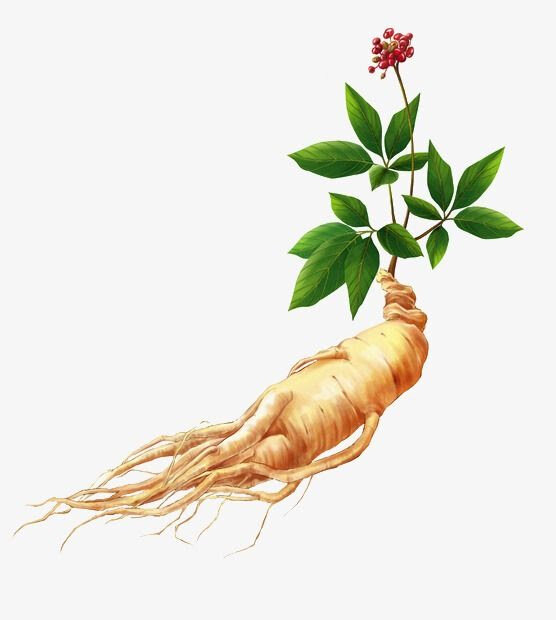 Korean red ginseng